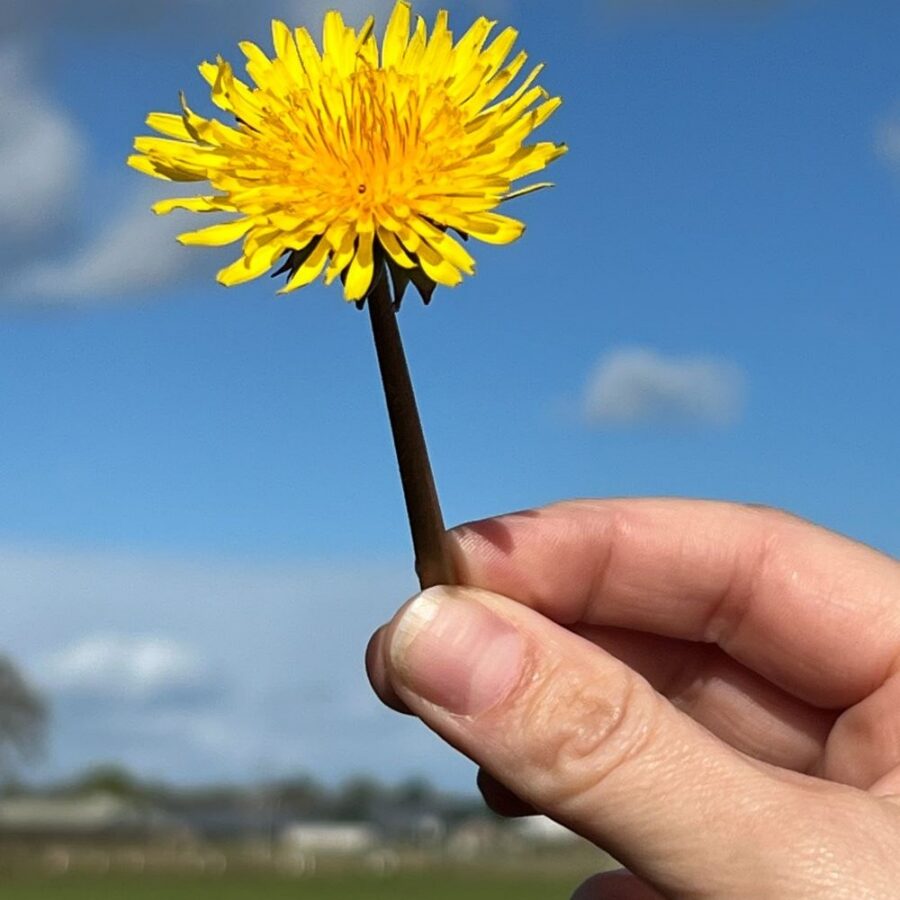 willemijn huisman paardenbloem